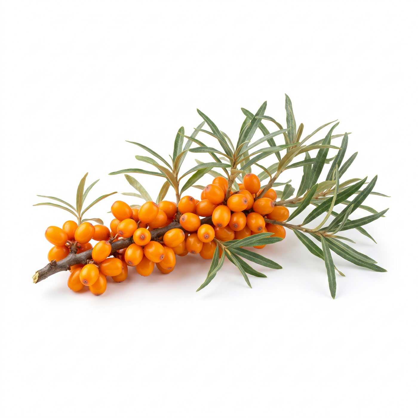 Sea Buckthorn